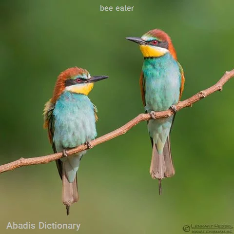 bee eater